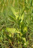 Sphaeranthus strobilifer