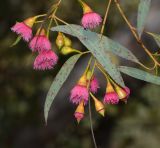 Eucalyptus leucoxylon