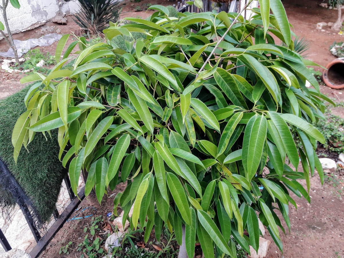 Изображение особи Ficus binnendijkii.