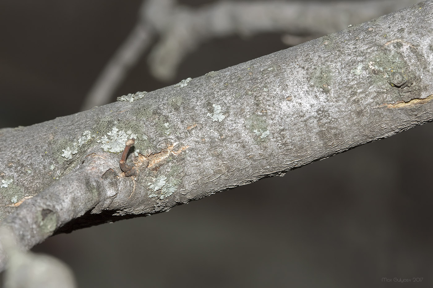 Изображение особи Ulmus laevis.