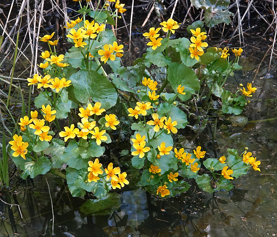 Изображение особи Caltha palustris.