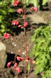 Heuchera sanguinea. Часть соцветия. Украина, г. Луганск, ул. Коцюбинского, сквер у входа в \"Укртелеком\", в культуре. 23.05.2017.