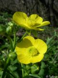 Ranunculus constantinopolitanus. Цветки и бутоны. Крым, Байдарская долина, окр. с. Тыловое. 13.04.2010.