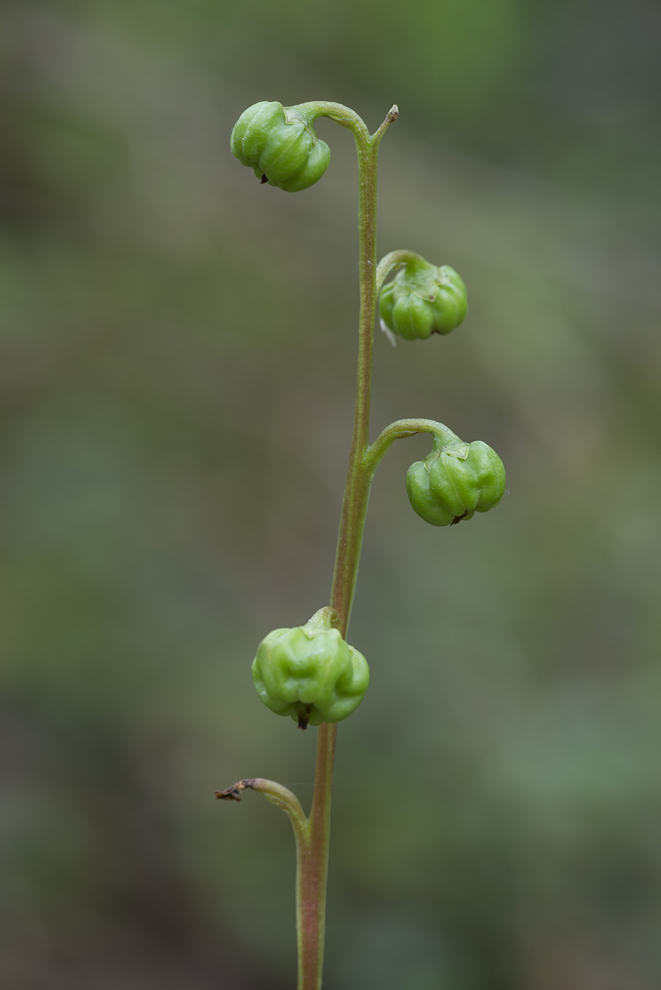 Изображение особи Pyrola chlorantha.