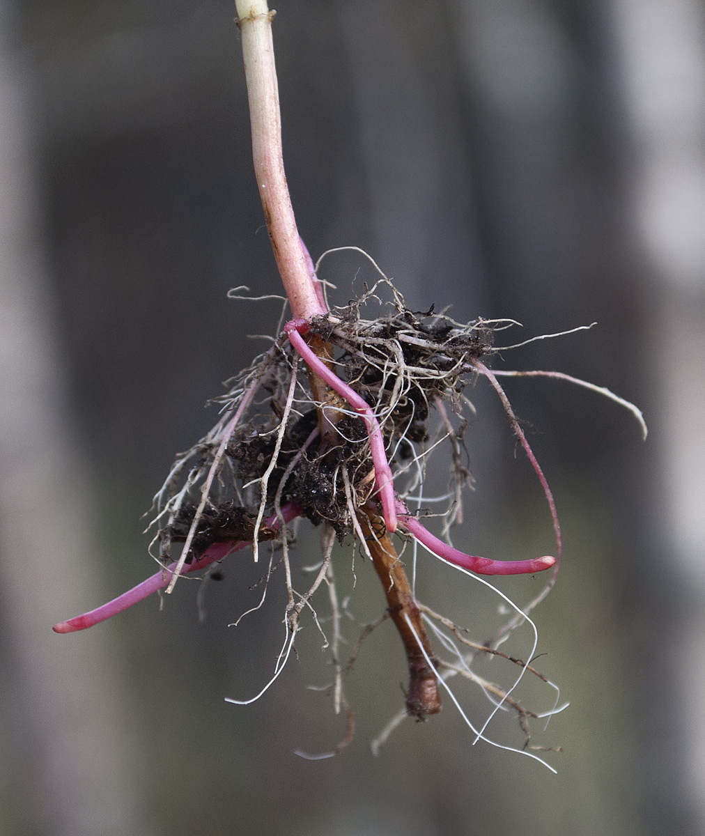 Image of Hypericum maculatum specimen.