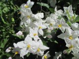 Solanum laxum. Цветки. Австралия, г. Брисбен, ботанический сад. 07.08.2016.