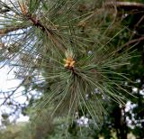 Pinus pallasiana