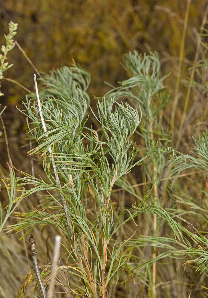 Изображение особи Artemisia commutata.