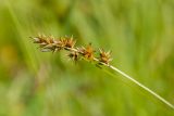 Carex spicata. Верхушка побега с соплодием; на одном из плодов снизу - куколка(?) насекомого. Ленинградская обл., Волосовский р-н, сыроватый злаково-разнотравно-осоковый суходольный луг. 14.07.2018.