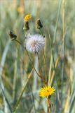 Sonchus humilis. Верхушка цветущего и плодоносящего растения. Кольский п-ов, Кандалакшский берег Белого моря, приморский луг у границы с песчаным пляжем. 25.07.2018.