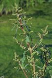 Rumex gmelinii