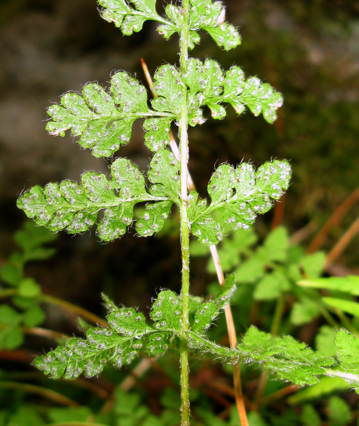 Image of Woodsia taigischensis specimen.