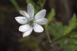 Anemone rivularis. Цветок. Костромская обл., Судиславский р-н, дер. Антипино, в культуре. 12.07.2019.