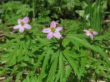 Anemone caerulea