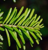 Abies nordmanniana