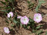 Convolvulus arvensis