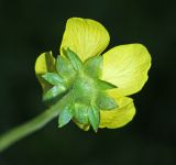 Potentilla pacifica