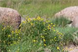 Lotus ruprechtii. Цветущие растения (в сообществе с Plantago maritima). Ленинградская обл., Ломоносовский р-н, окр. Шепелёвского маяка; п-ов Каравалдай, берег Финского залива, каменистый приморский луг. 24.06.2020.