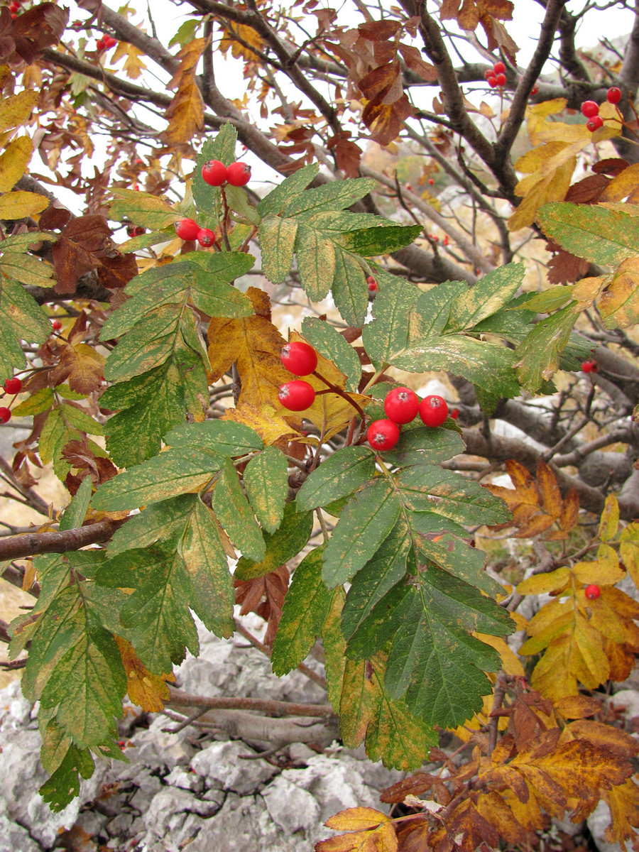Изображение особи Sorbus roopiana.