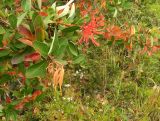 Embothrium coccineum