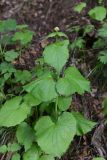 Valeriana tiliifolia. Бутонизирующее растение. Республика Ингушетия, Джейрахский р-н, окр. ур. Дакхала, высота ок. 2040 м н.у.м., смешанный лес (берёза, сосна), затенённый участок. 18 июня 2022 г.