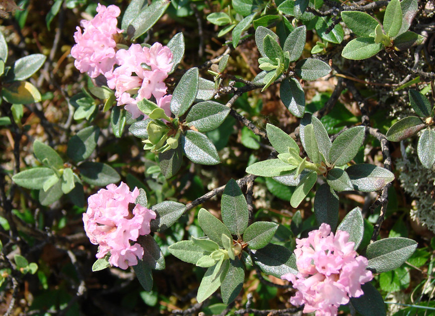 Image of Rhododendron adamsii specimen.