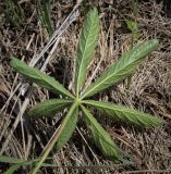 Potentilla thuringiaca