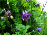 Aquilegia vulgaris