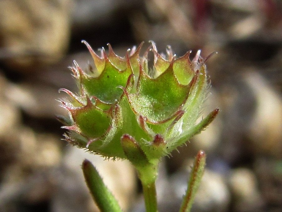 Изображение особи Valerianella coronata.