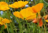 Papaver croceum