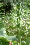 Cardiocrinum cordatum