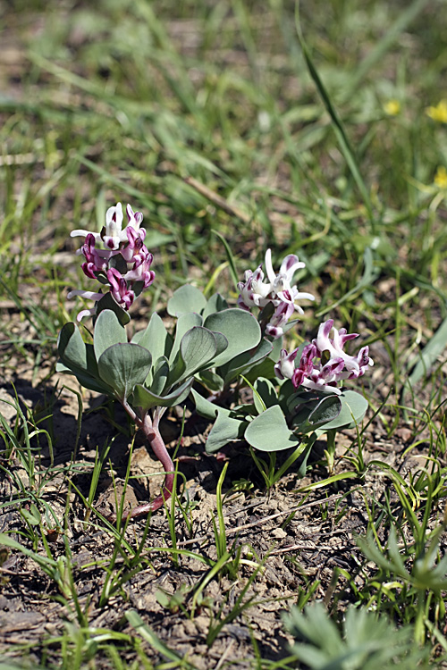 Изображение особи Corydalis ledebouriana.