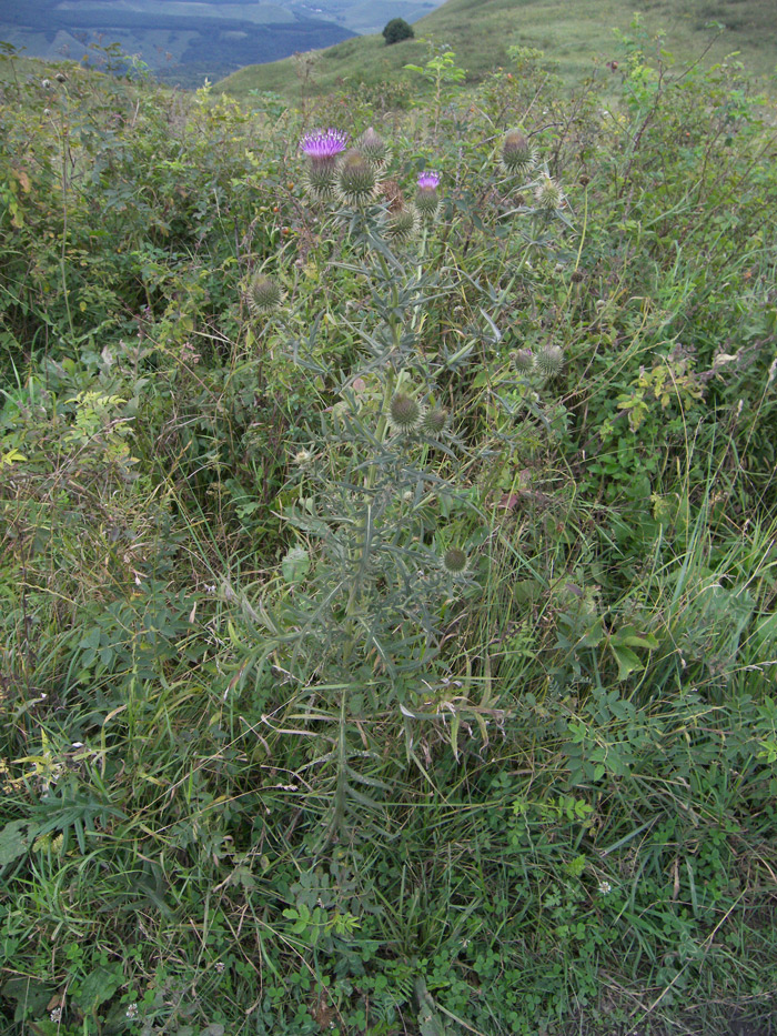 Изображение особи Cirsium ciliatum.