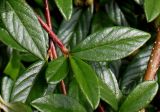 Cotoneaster salicifolius