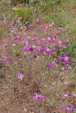 Matthiola bicornis