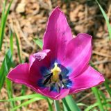 Tulipa suaveolens. Цветок. Ростовская обл., Неклиновский р-н, Носовское с/п, балка Просяная. 02.05.2013.