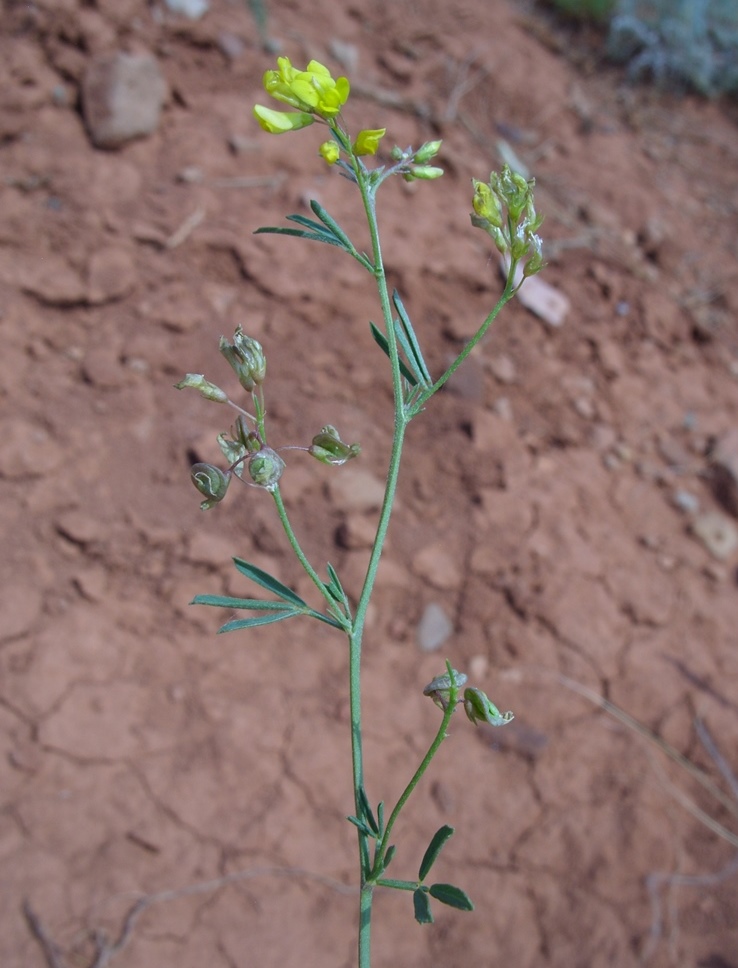 Изображение особи Medicago cancellata.