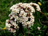 Valeriana tuberosa