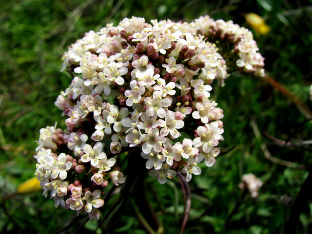 Изображение особи Valeriana tuberosa.