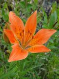 Lilium pensylvanicum