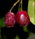 Syzygium australe. Соплодие со зрелыми плодами. Израиль, Шарон, пос. Кфар Шмариягу, в культуре. 23.12.2013.