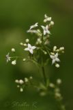 Galium intermedium