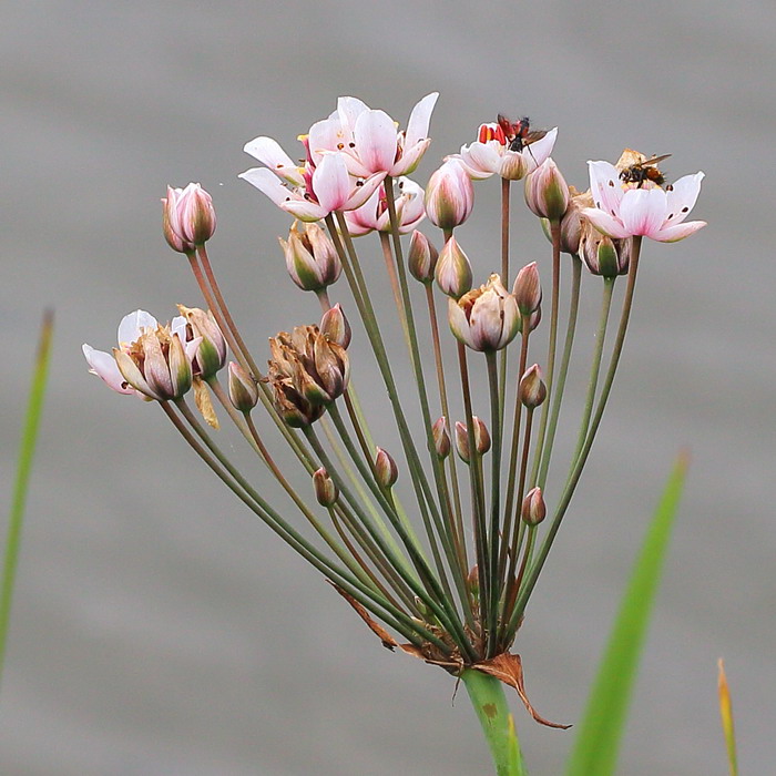 Изображение особи Butomus umbellatus.