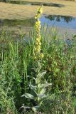 Verbascum densiflorum. Цветущее растение. Крым, Байдарская долина. 29 июля 2014 г.