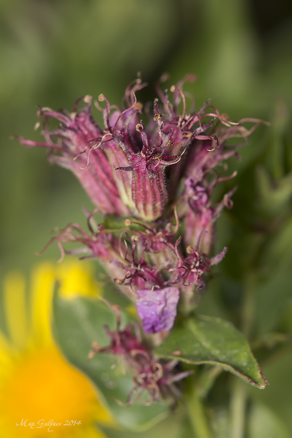 Изображение особи Lythrum salicaria.