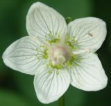 Parnassia palustris. Цветок. Архангельская обл., Приморский р-н, август.