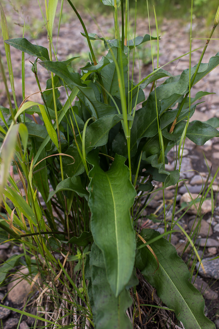 Изображение особи Bistorta officinalis.