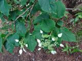 Schizophragma hydrangeoides. Верхушки побегов с соцветиями. Курильские о-ва, о-в Кунашир, окр. дачного пос. Третьяково. 28 июля 2015 г.