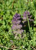 Ajuga orientalis. Верхушка расцветающего растения. Карачаево-Черкесия, окр. пос. Архыз, долина р. София, ≈ 1900 м н.у.м., субальпийский луг. 18.06.2015.