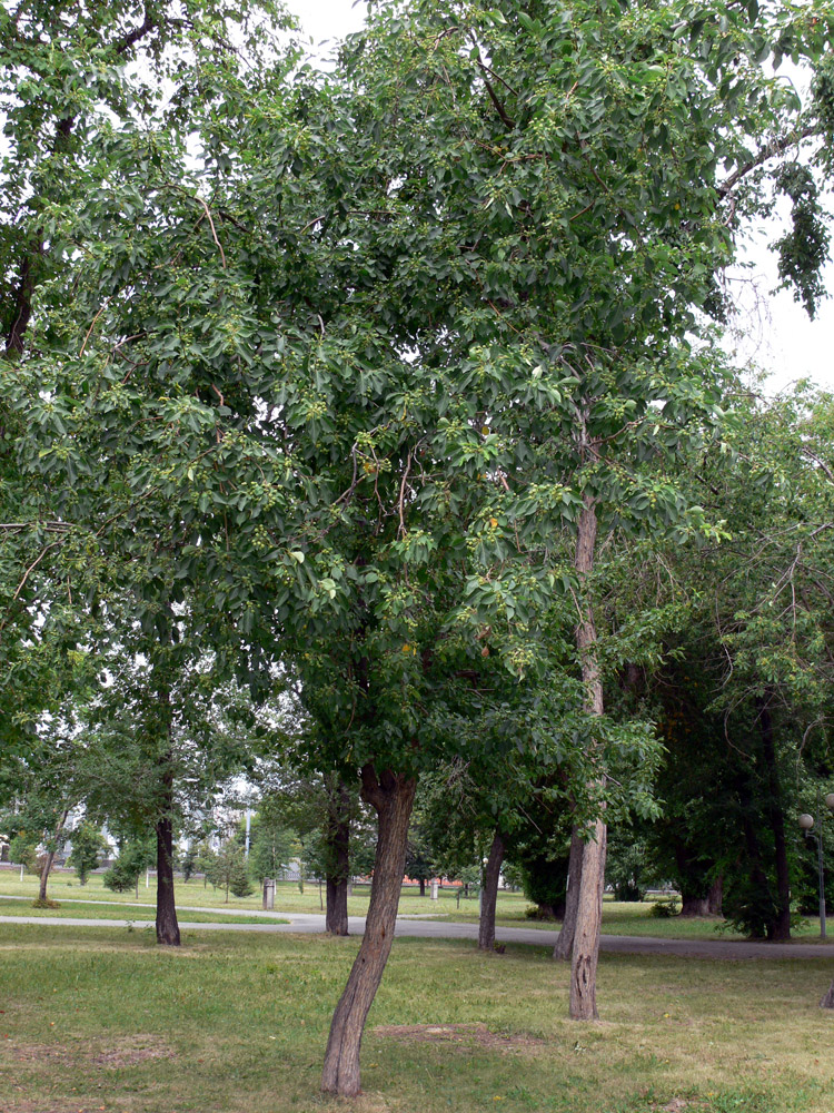 Image of Malus baccata specimen.